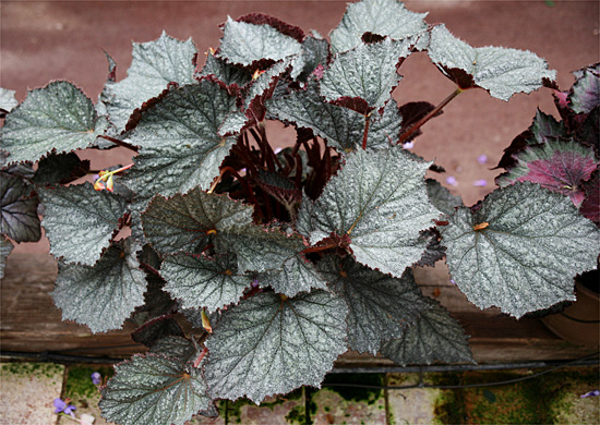 B. ‘Elda Haring’